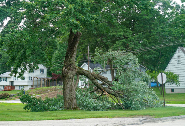 How Our Tree Care Process Works  in  Kimberly, ID