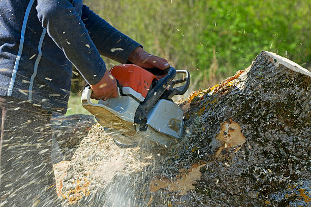 Trusted Kimberly, ID  Tree Services Experts